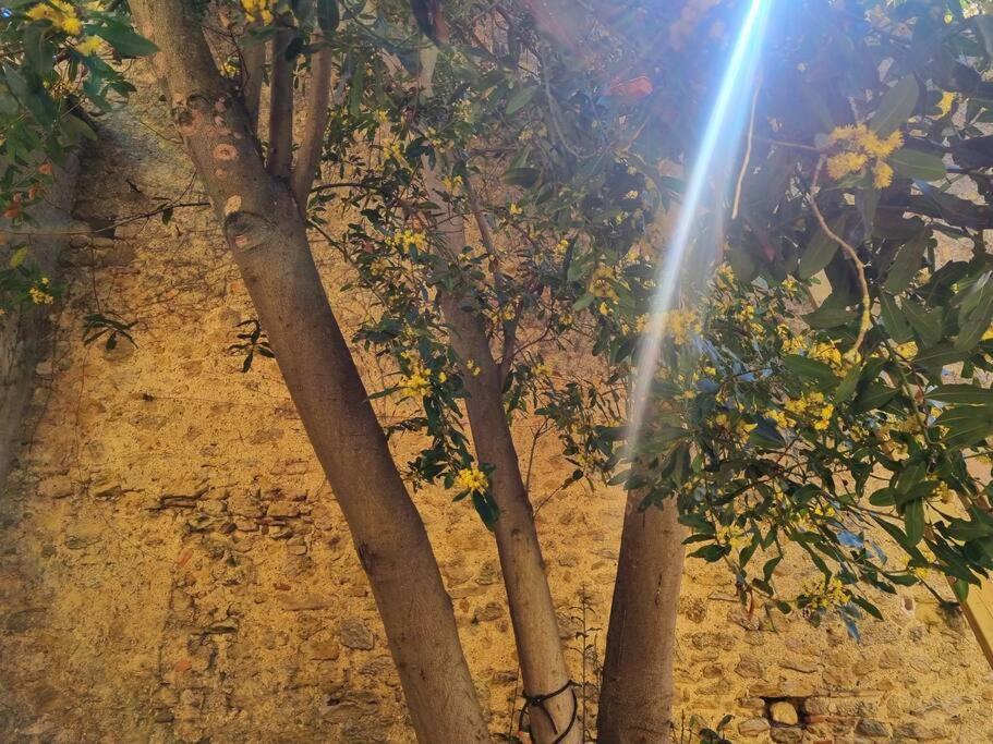 Romantique Room St Michel De Lanes Saint-Michel-de-Lanès المظهر الخارجي الصورة